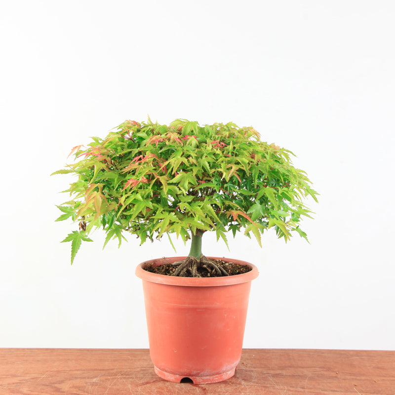 Bonsai Acer palmatum 'Kiyohime'