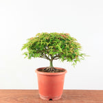 Bonsai Acer palmatum 'Kiyohime'