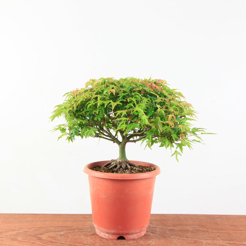 Bonsai Acer palmatum 'Kiyohime'