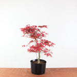 Bonsai Acer Palmatum 'Deshojo'
