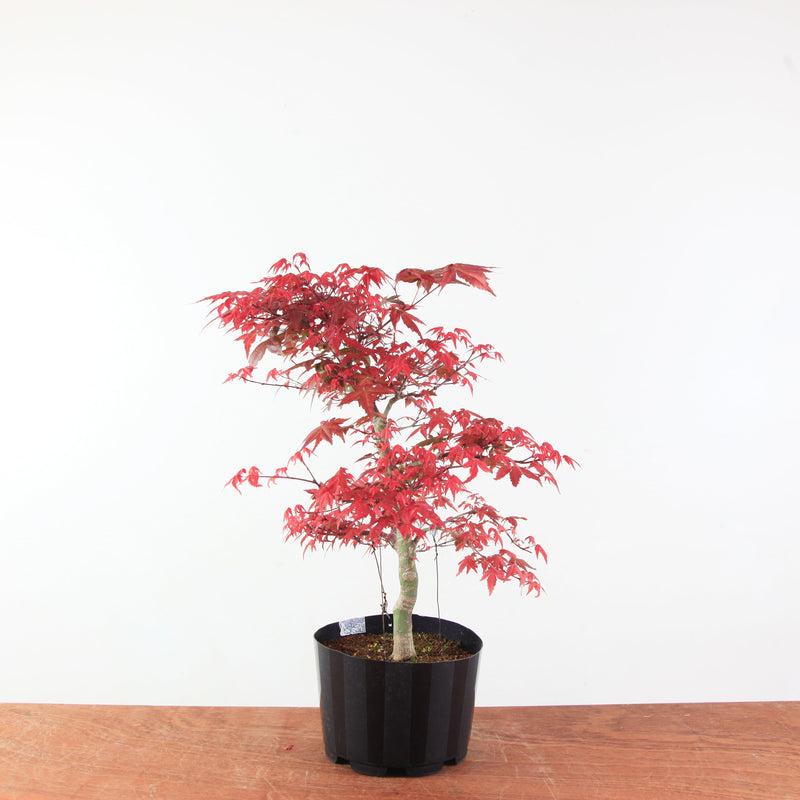 Bonsai Acer Palmatum 'Deshojo'
