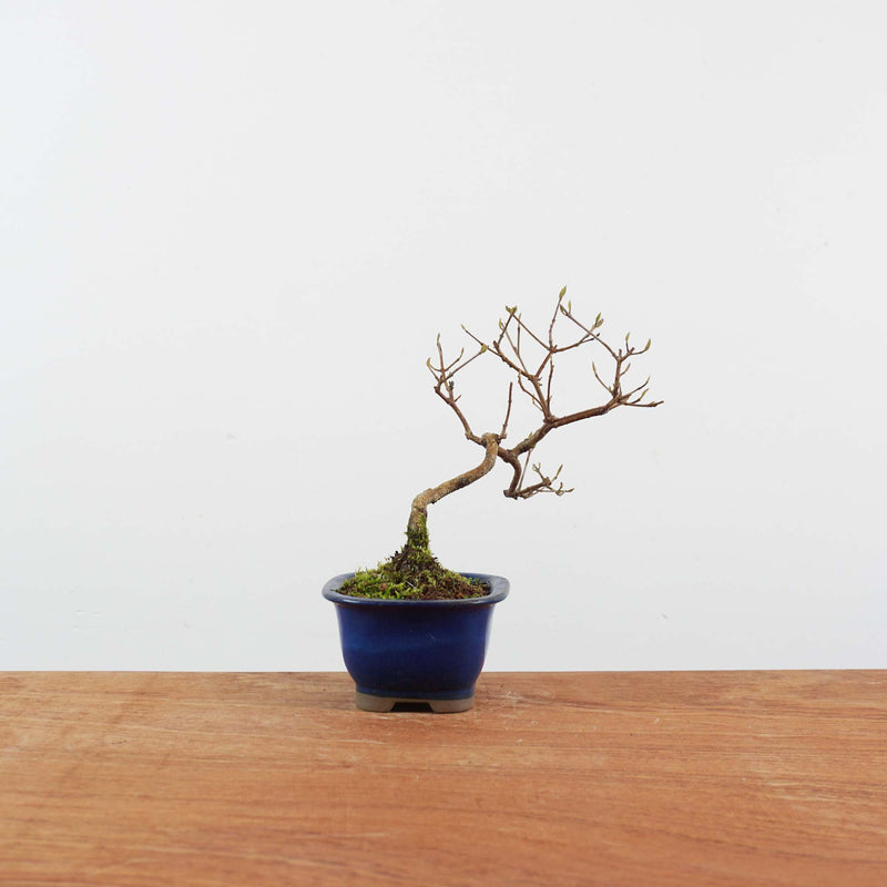 Bonsai Callicarpa Japonica