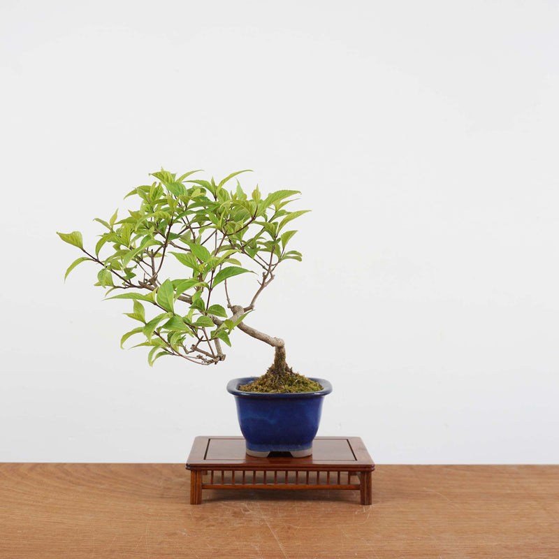 Bonsai Callicarpa Japonica