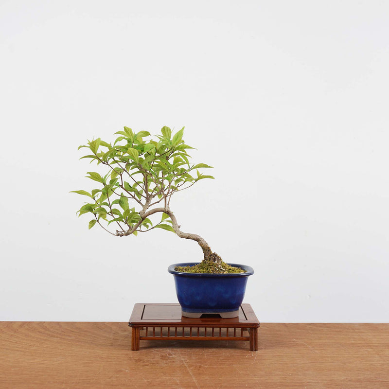 Bonsai Callicarpa Japonica