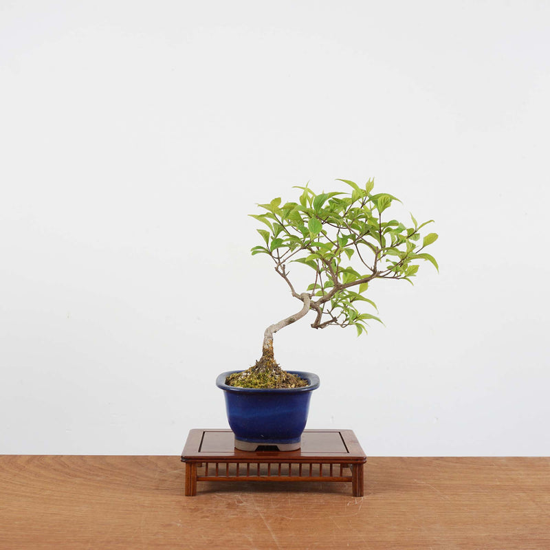 Bonsai Callicarpa Japonica