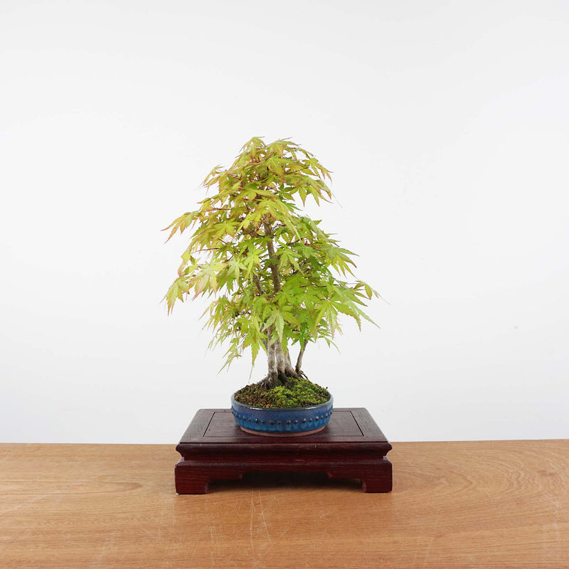 Bonsai Acer Palmatum 'Japanse esdoorn'