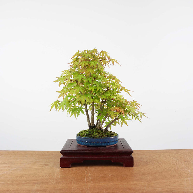 Bonsai Acer Palmatum 'Japanse esdoorn'