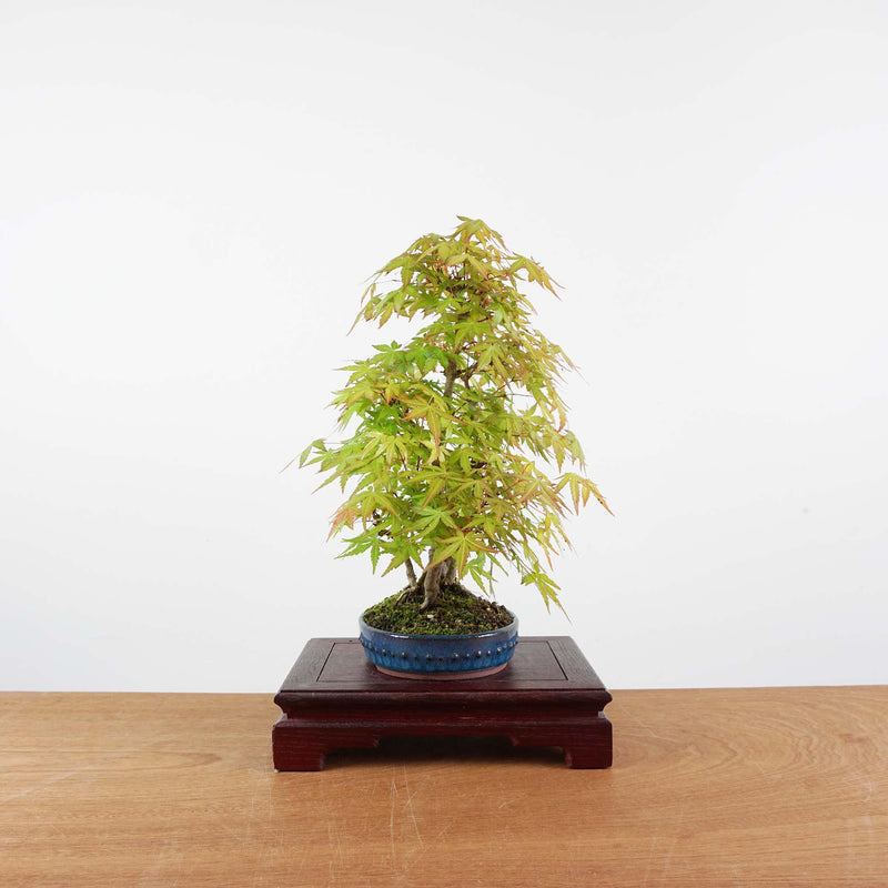 Bonsai Acer Palmatum