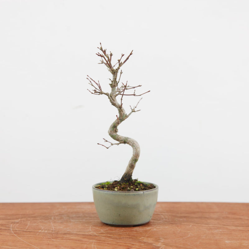 Bonsai Acer Palmatum