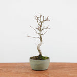 Bonsai Acer Palmatum