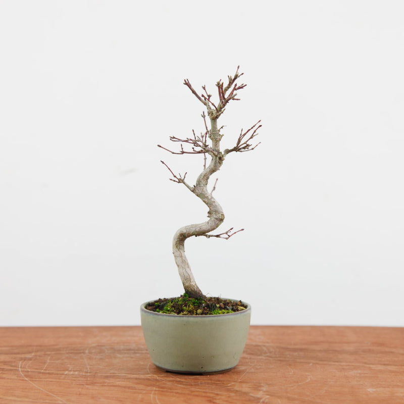 Bonsai Acer Palmatum