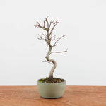 Bonsai Acer Palmatum