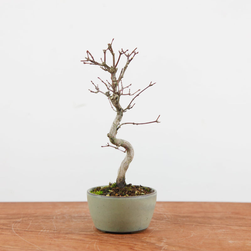 Bonsai Acer Palmatum