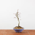 Bonsai Acer Palmatum