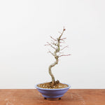 Bonsai Acer Palmatum