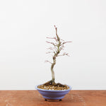 Bonsai Acer Palmatum
