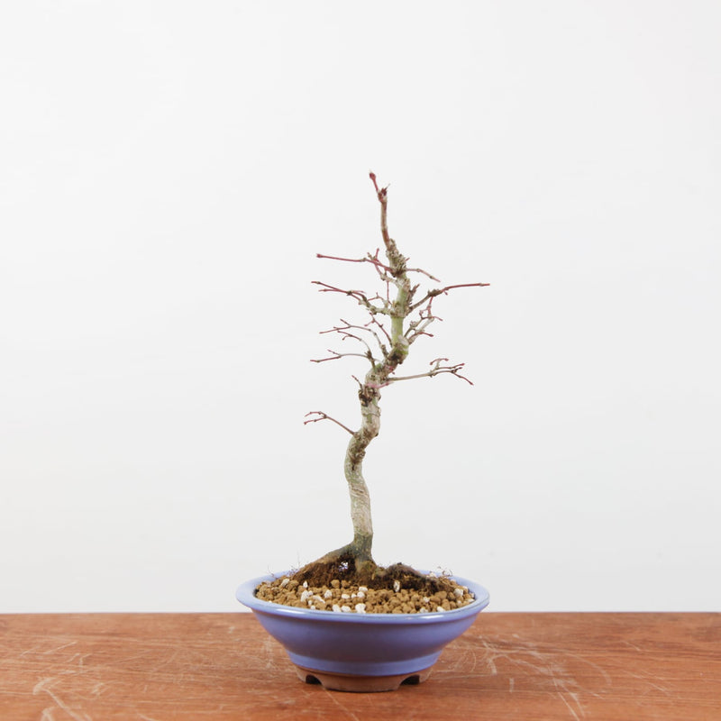 Bonsai Acer Palmatum