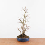 Bonsai Acer Palmatum