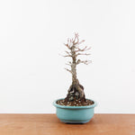 Bonsai Acer Palmatum 'Arakawa'