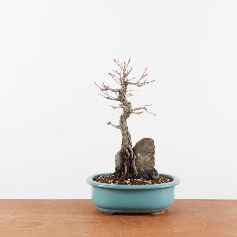 Bonsai Acer Palmatum Arakawa 'Kurkeschoors-esdoorn'