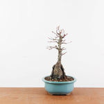 Bonsai Acer Palmatum 'Arakawa'