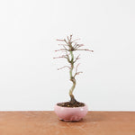 Bonsai Acer Palmatum