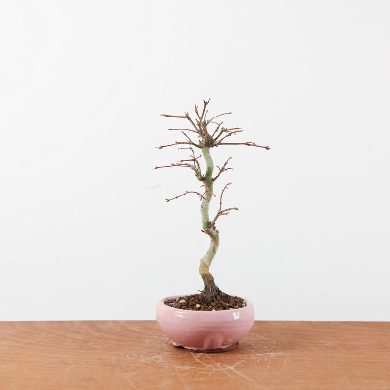 Bonsai Acer Palmatum
