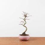 Bonsai Acer Palmatum