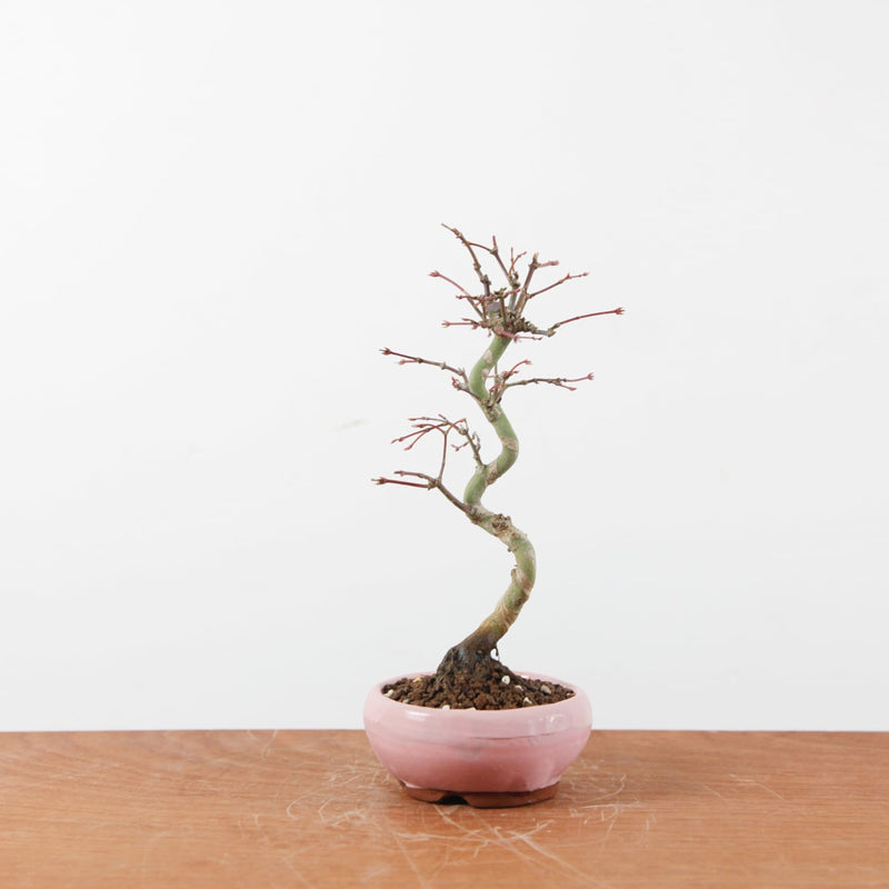 Bonsai Acer Palmatum