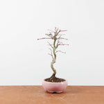 Bonsai Acer Palmatum