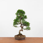 Bonsai Juniperus Chinensis 'itoigawa'