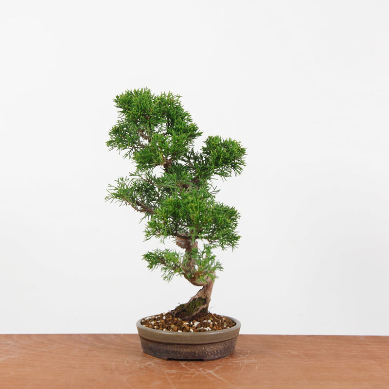 Bonsai Juniperus Chinensis 'itoigawa'