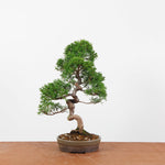 Bonsai Juniperus Chinensis 'itoigawa'