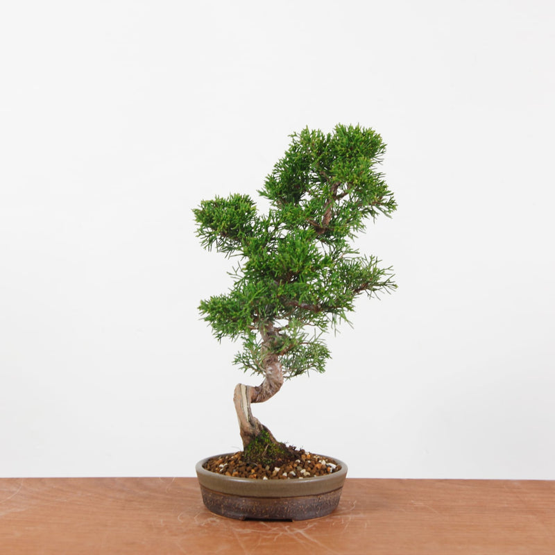 Bonsai Juniperus Chinensis 'itoigawa'