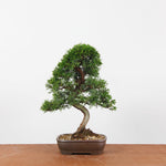 Bonsai Juniperus Chinensis 'itoigawa'