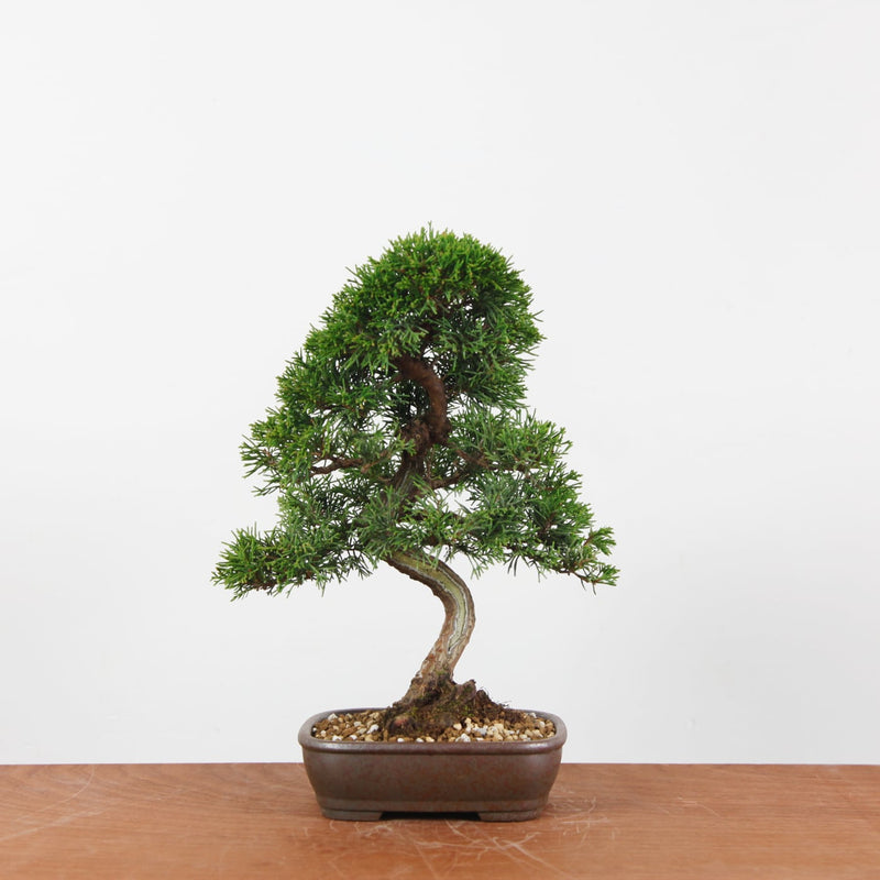 Bonsai Juniperus Chinensis 'itoigawa'