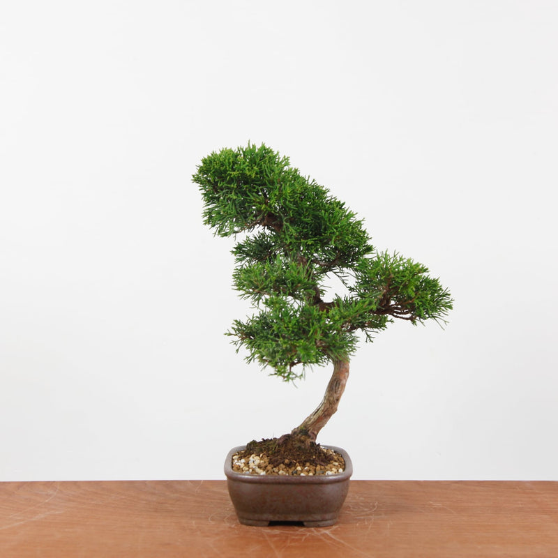 Bonsai Juniperus Chinensis 'itoigawa'