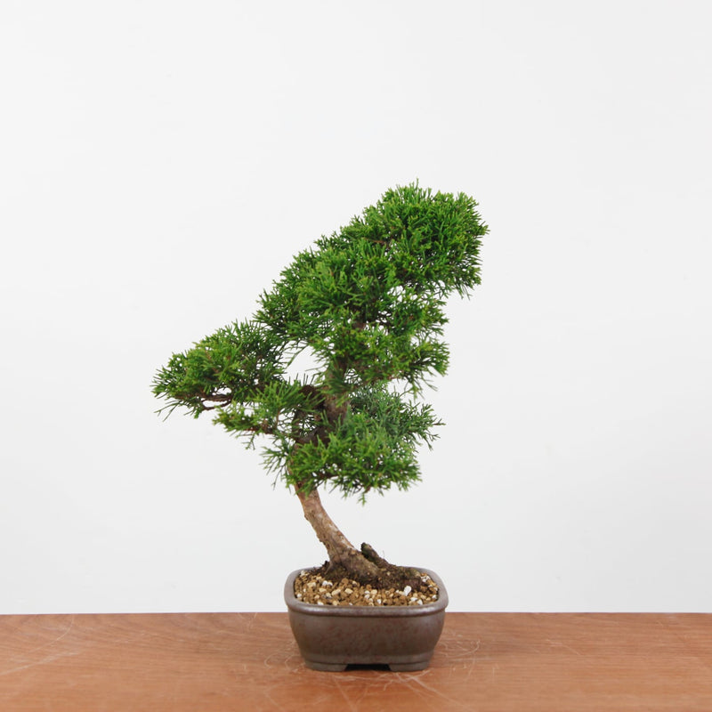 Bonsai Juniperus Chinensis 'itoigawa'