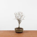 Bonsai Zelkova Serrata
