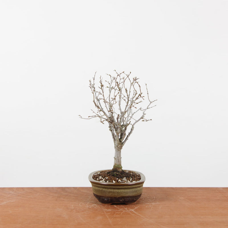 Bonsai Zelkova Serrata