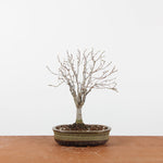 Bonsai Zelkova Serrata