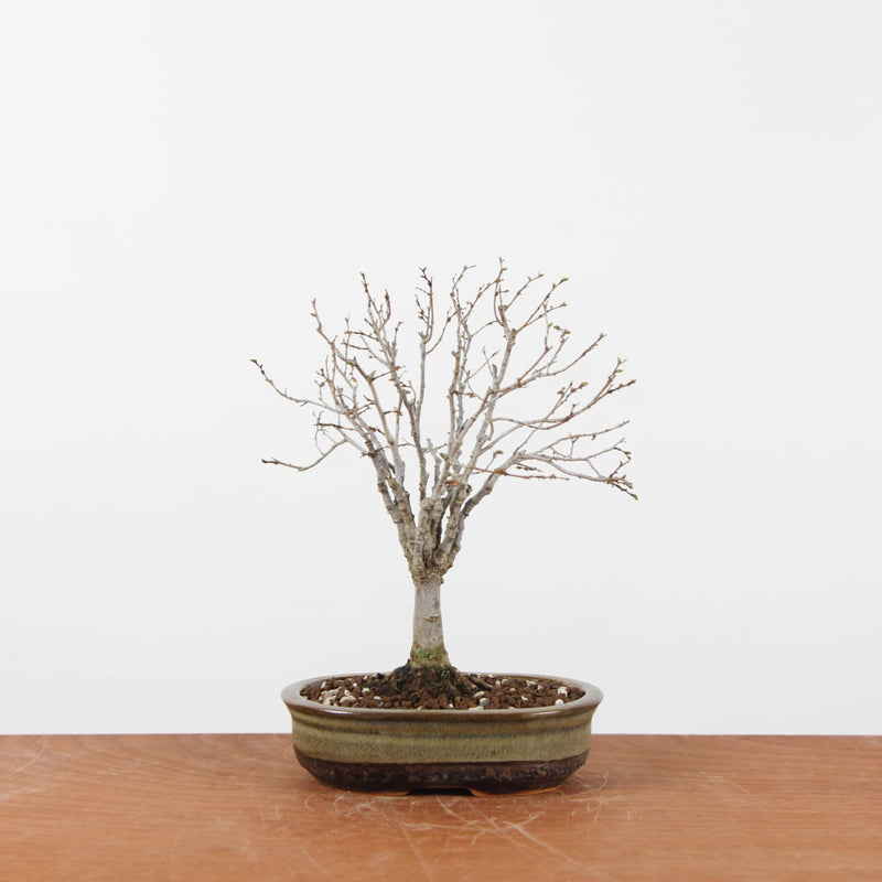 Bonsai Zelkova Serrata