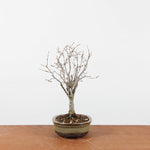Bonsai Zelkova Serrata