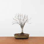 Bonsai Zelkova Serrata