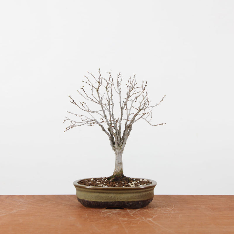 Bonsai Zelkova Serrata